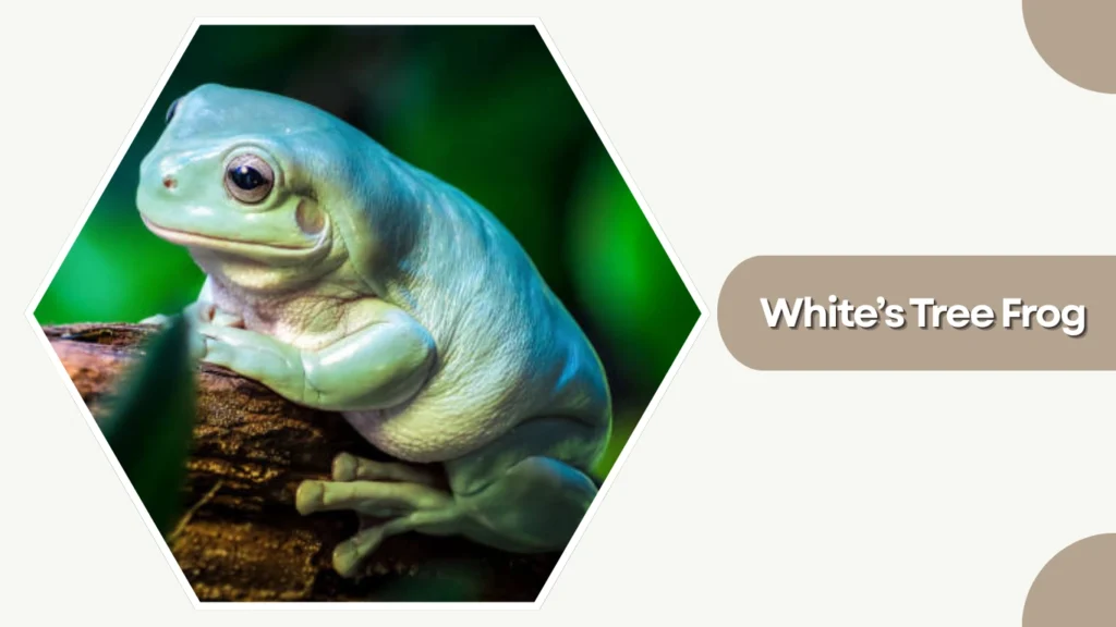 White’s Tree Frog