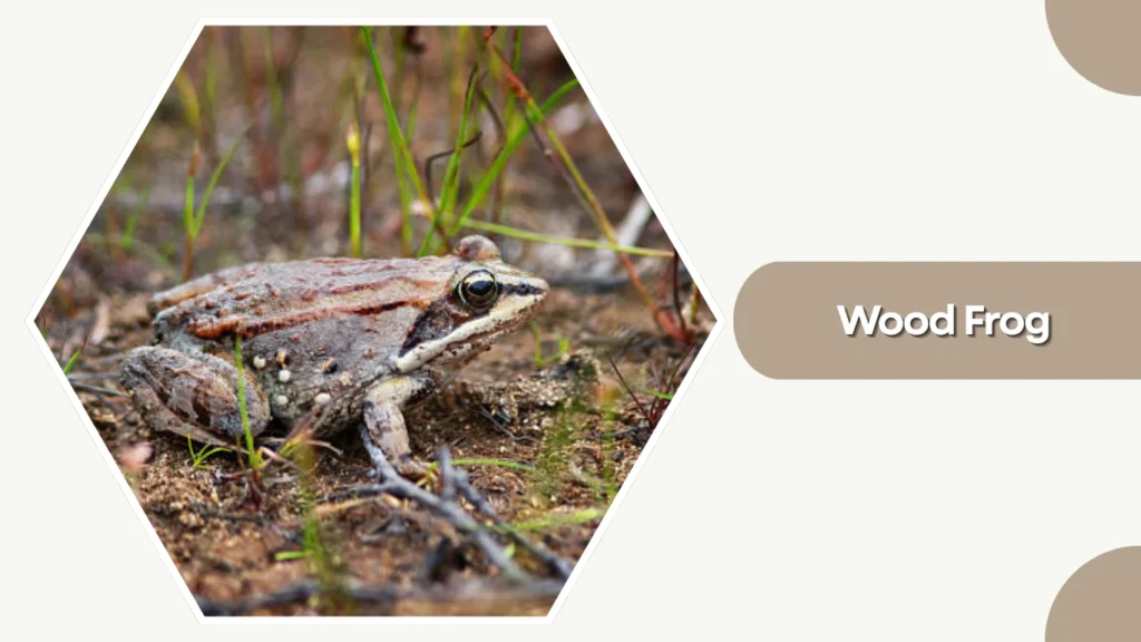Wood Frog