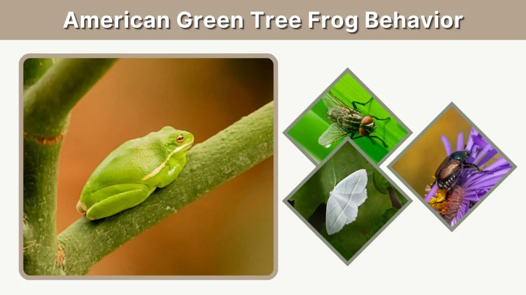 American Green Tree Frog Behavior
