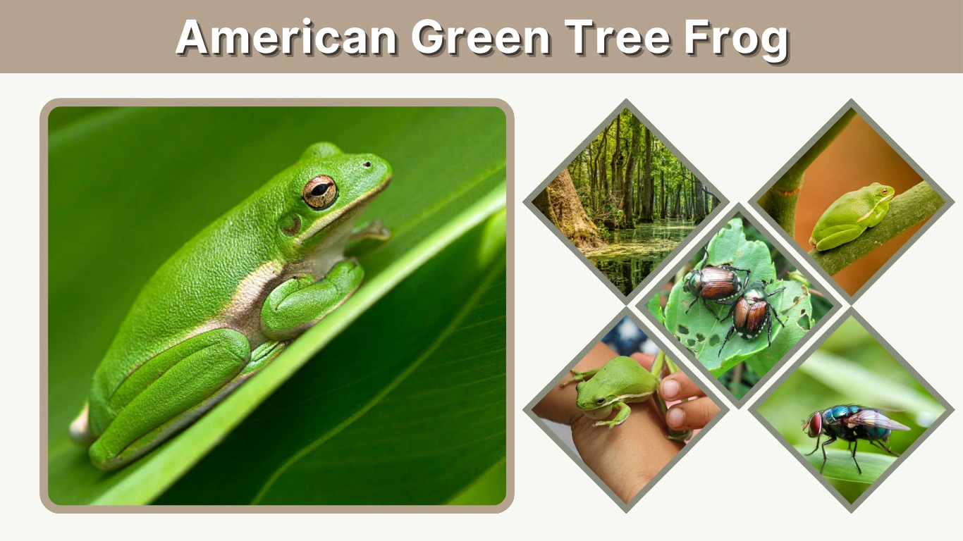 American Green Tree Frog Care, Habitat, Size & Facts