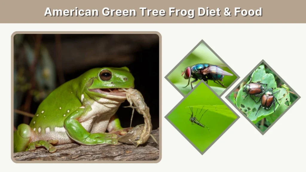 American Green Tree Frog Diet & Food