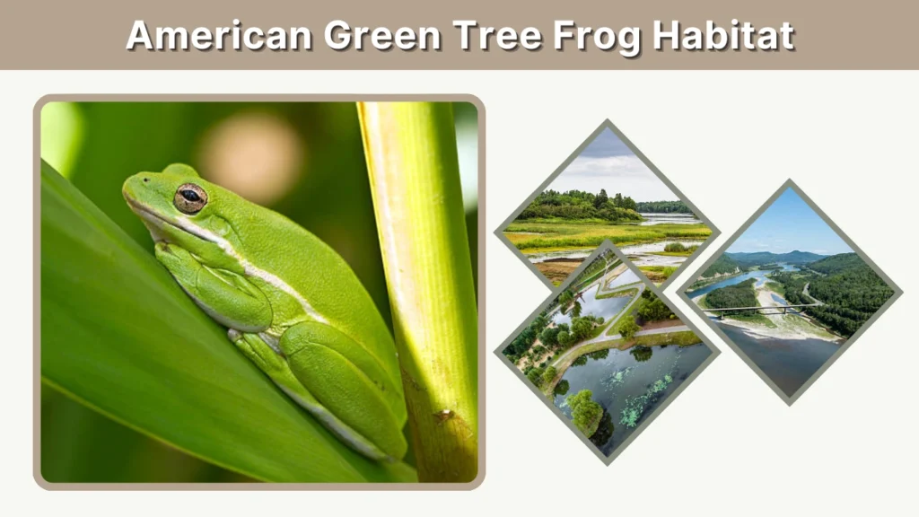 American Green Tree Frog Habitat