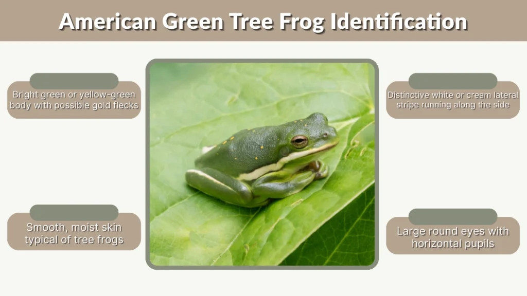 American Green Tree Frog Identification