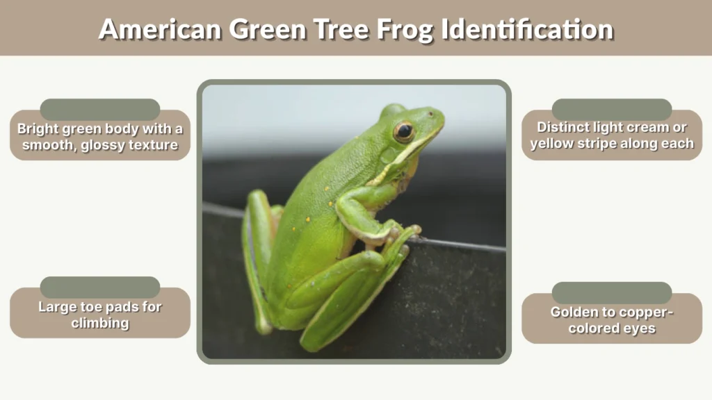 American Green Tree Frog Identification