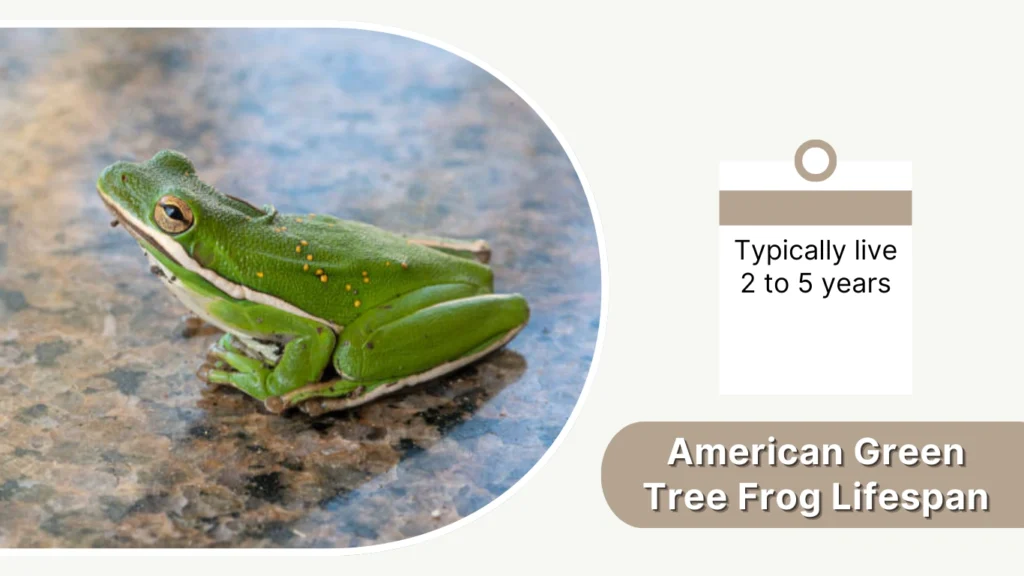 American Green Tree Frog Lifespan