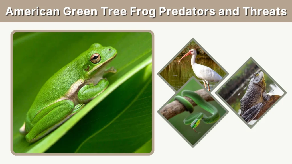 American Green Tree Frog Predators and Threats