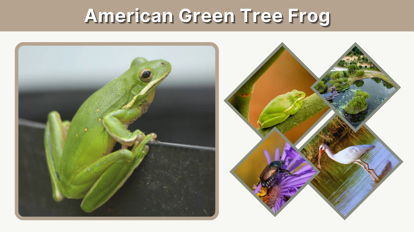 American Green Tree Frog Size, Habitat & Behavior Guide