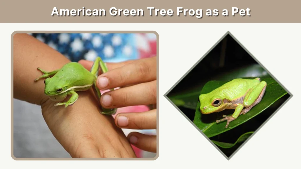 American Green Tree Frog as a Pet