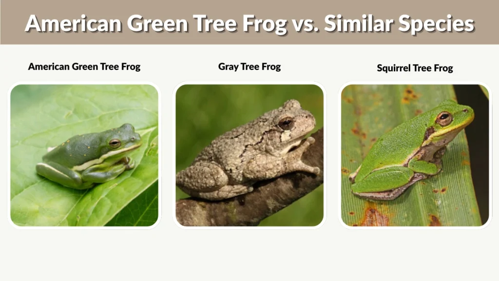 American Green Tree Frog vs. Similar Species