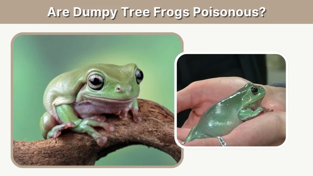 Are Dumpy Tree Frogs Poisonous