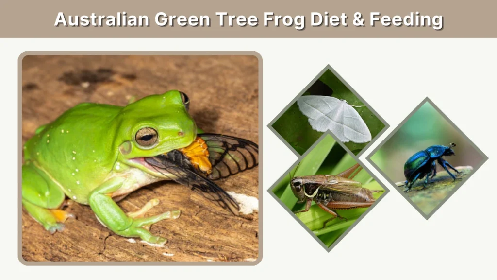 Australian Green Tree Frog Diet & Feeding
