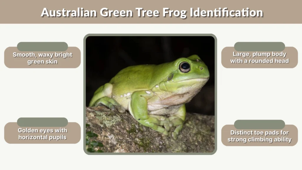 Australian Green Tree Frog Identification