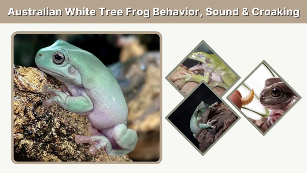 Australian White Tree Frog Behavior, Sound & Croaking