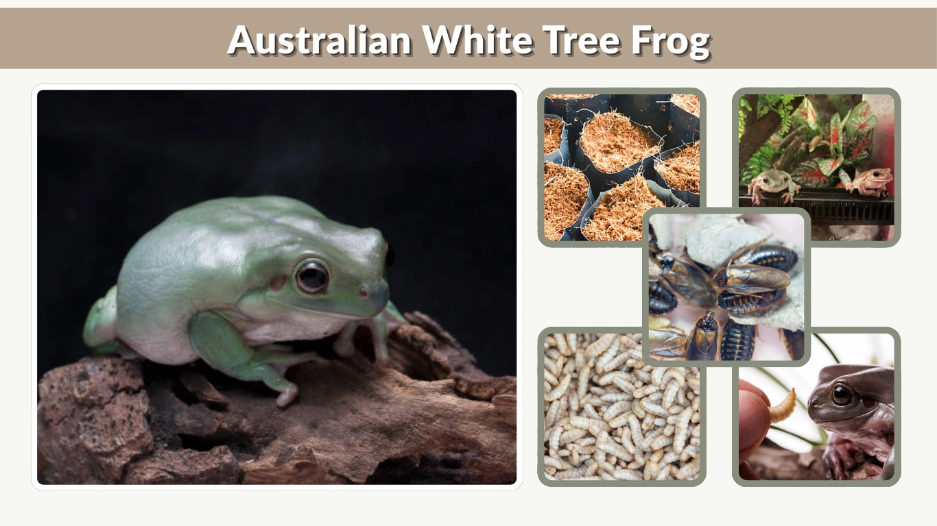 Australian White Tree Frog Complete Care & Habitat Guide