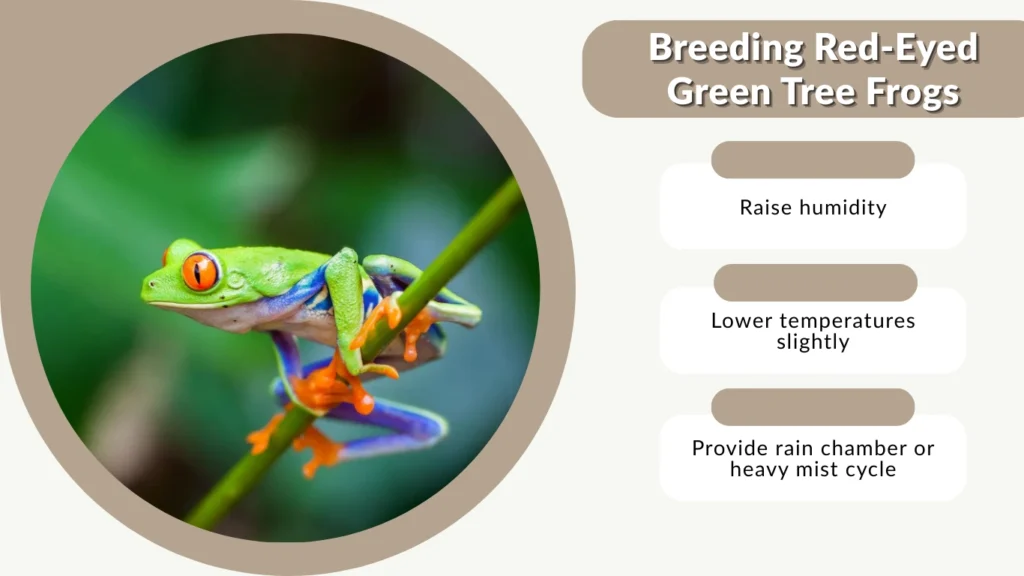 Breeding Red-Eyed Green Tree Frogs