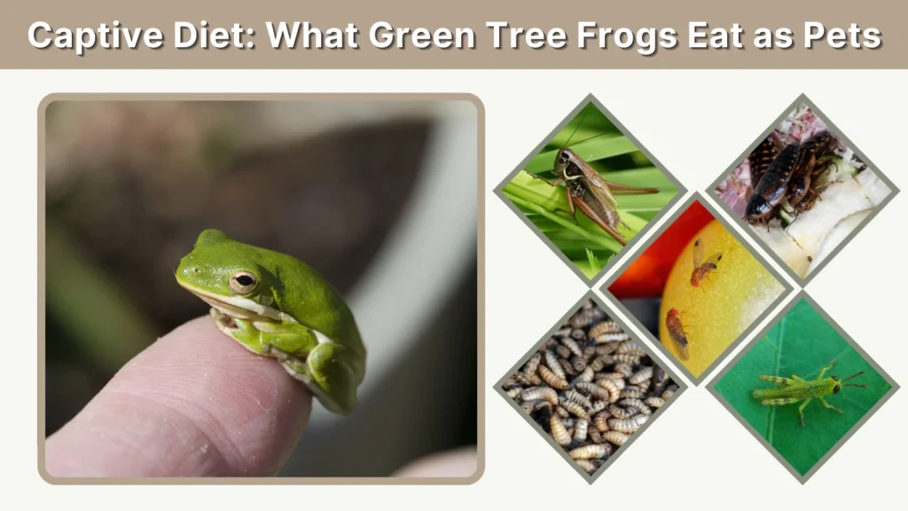 Captive Diet What Green Tree Frogs Eat as Pets