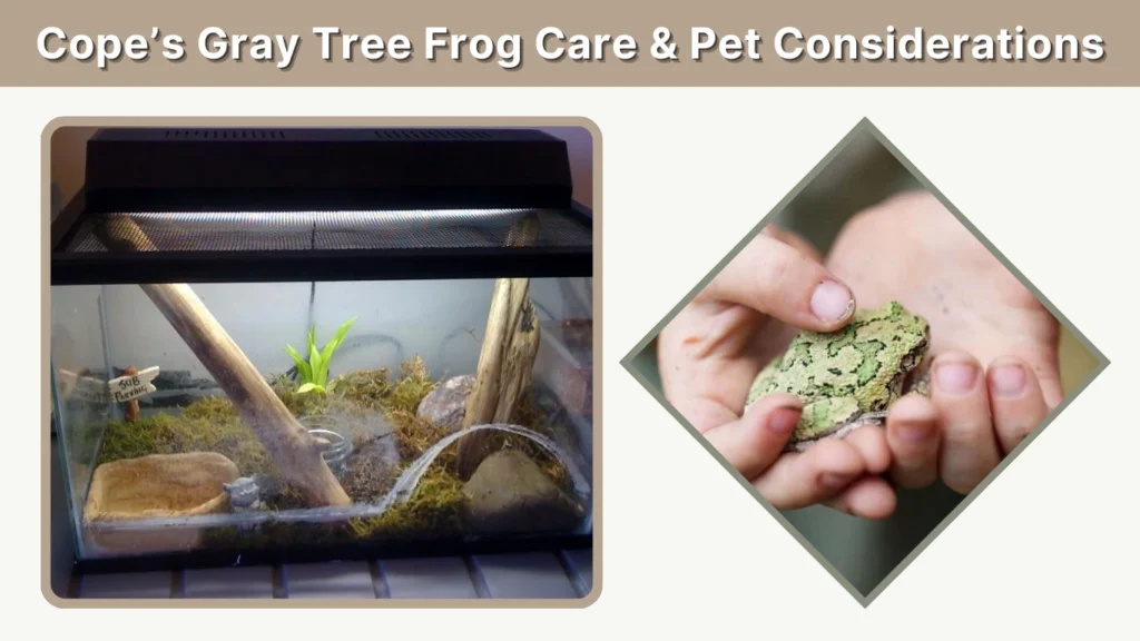 Cope’s Gray Tree Frog Care & Pet Considerations