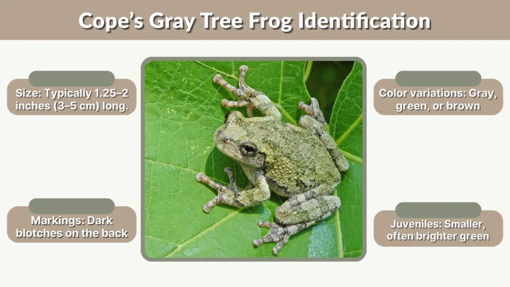 Cope’s Gray Tree Frog Identification