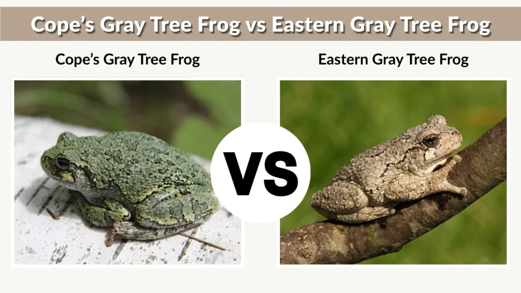 Cope’s Gray Tree Frog vs Eastern Gray Tree Frog