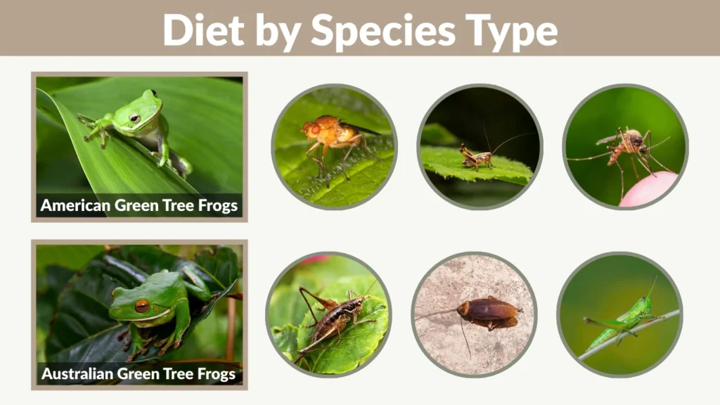 Diet by Species Type