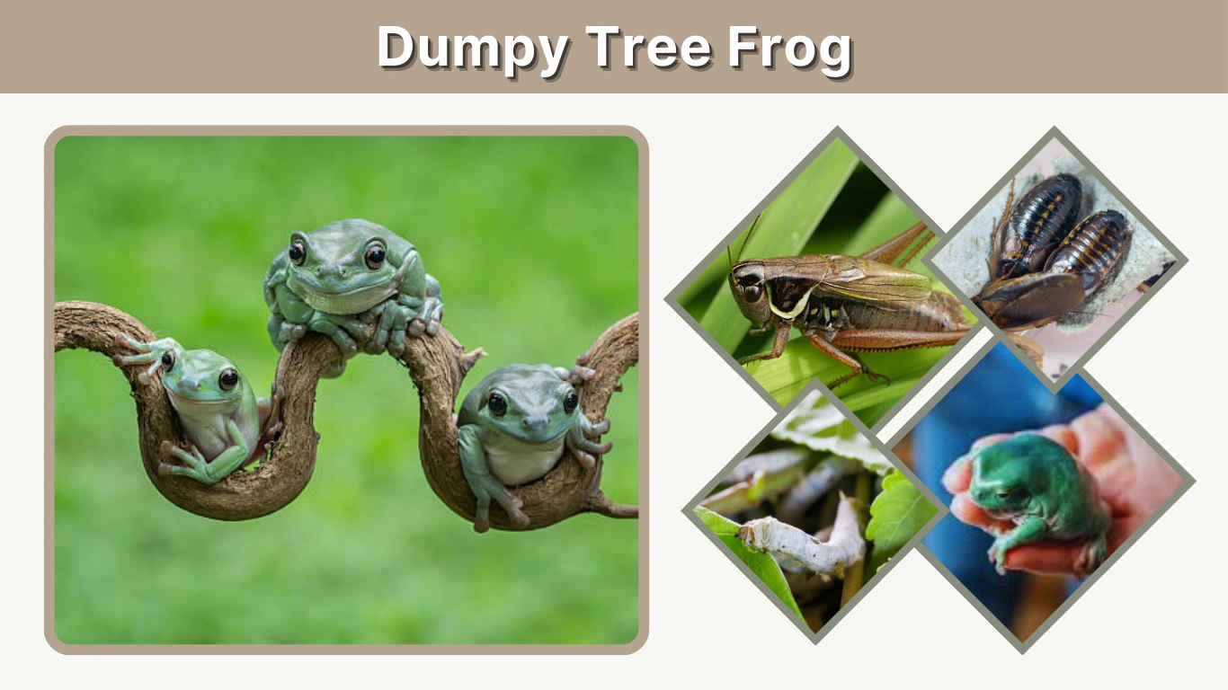Dumpy Tree Frog Complete Guide to Care, Habitat & Morphs