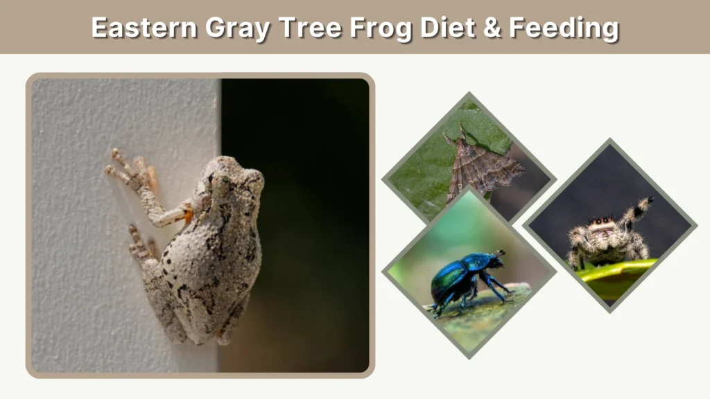 Eastern Gray Tree Frog Diet & Feeding