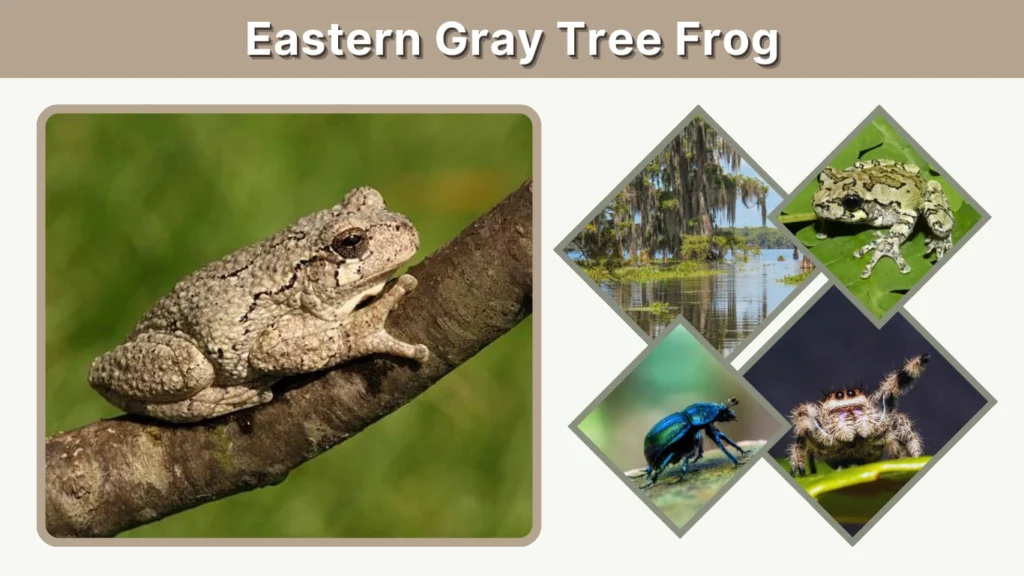 Eastern Gray Tree Frog Identification, Care & Facts