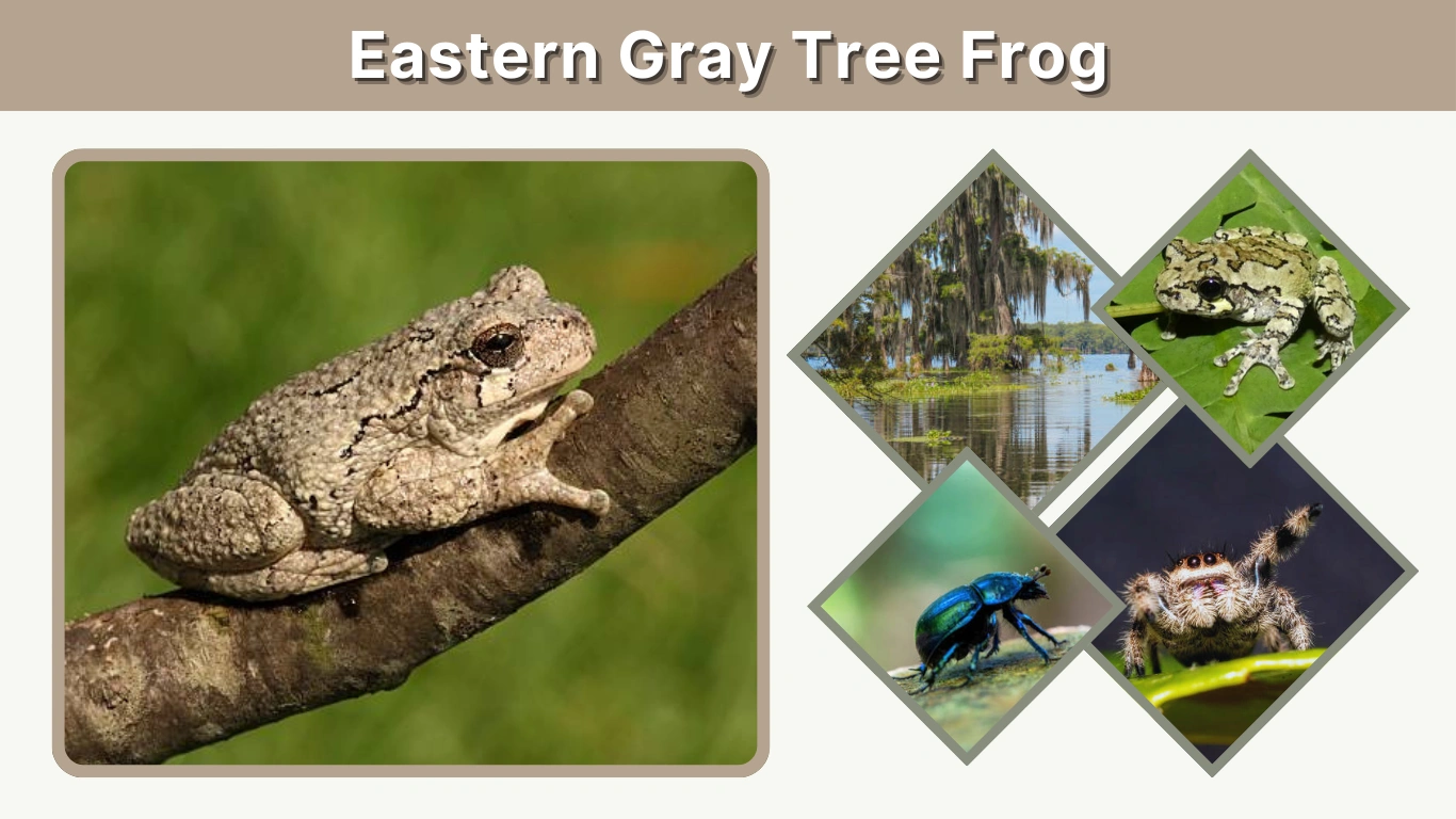 Eastern Gray Tree Frog Identification, Care & Facts