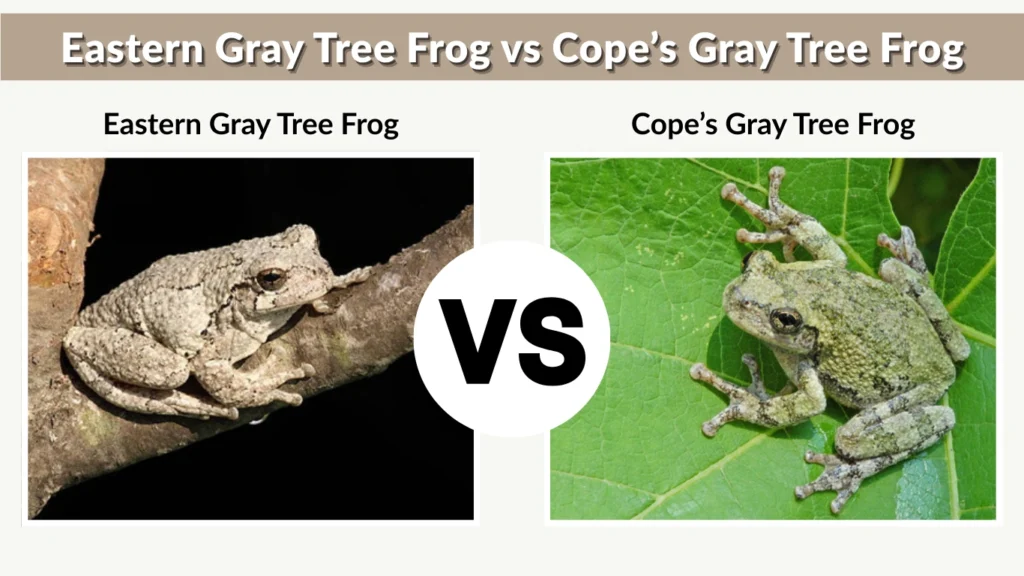 Eastern Gray Tree Frog vs Cope’s Gray Tree Frog