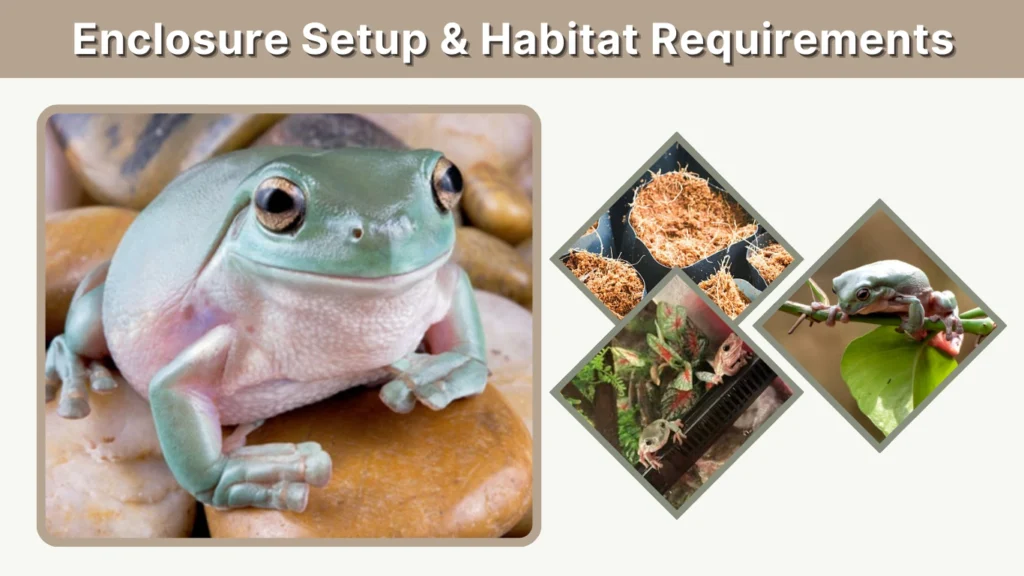 Enclosure Setup & Habitat Requirements