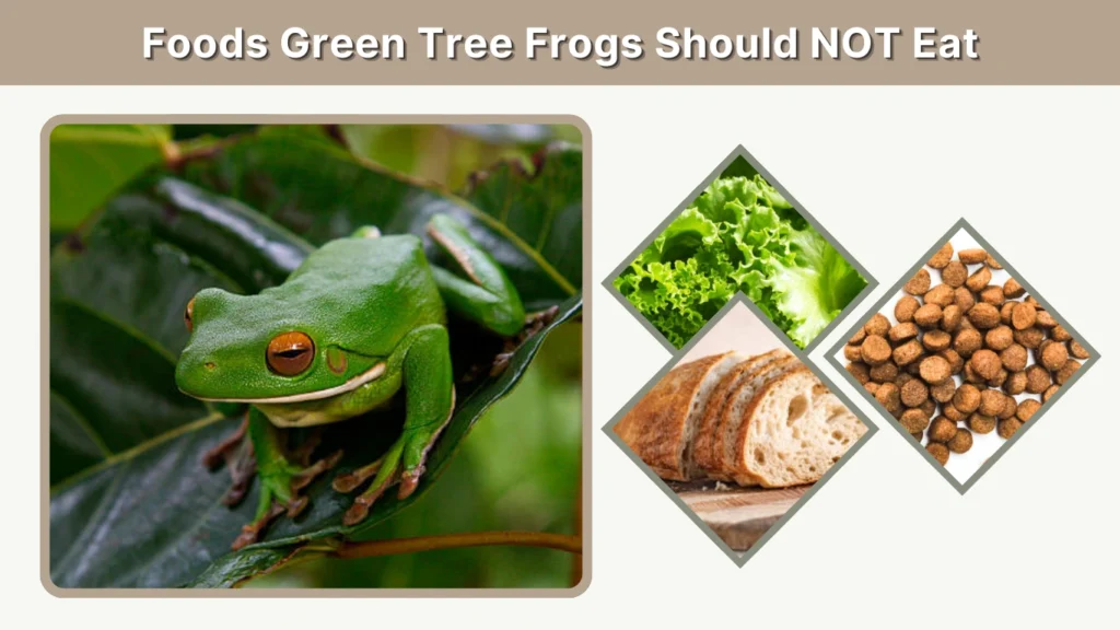 Foods Green Tree Frogs Should NOT Eat