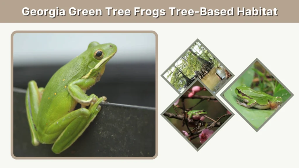 Georgia Green Tree Frogs Tree-Based Habitat