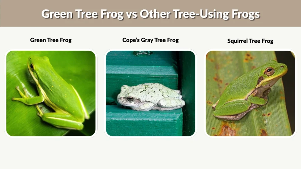Green Tree Frog vs Other Tree-Using Frogs