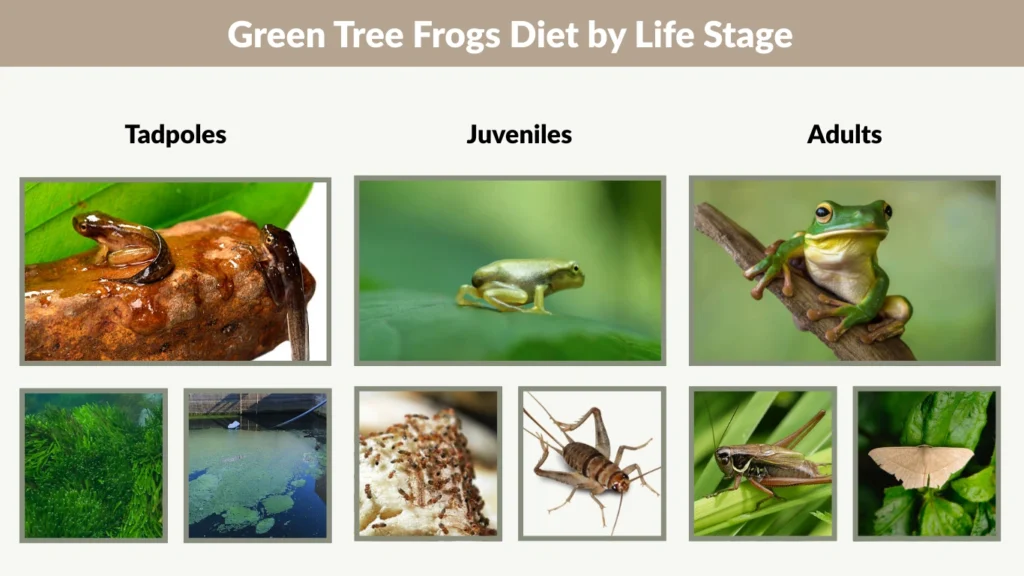 Green Tree Frogs Diet by Life Stage