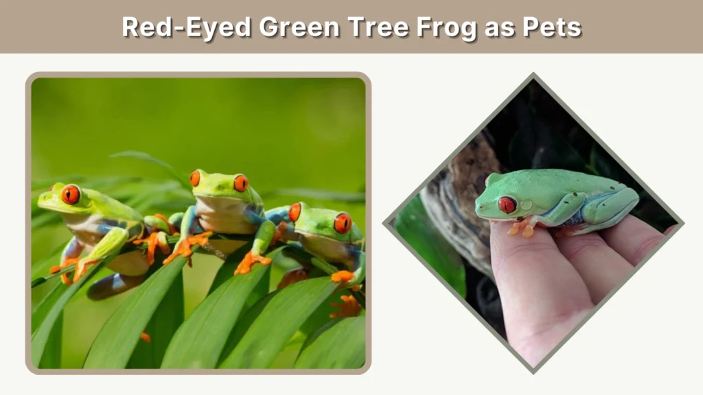 Red-Eyed Green Tree Frog as Pets