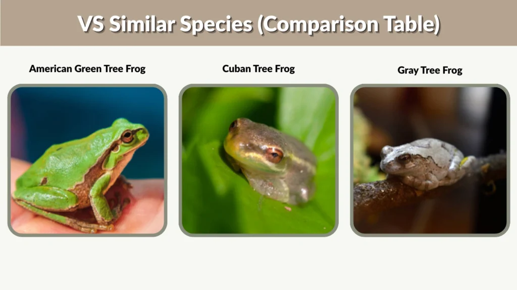 VS Similar Species (Comparison Table)
