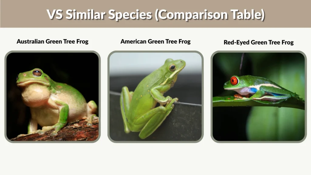 VS Similar Species (Comparison Table)