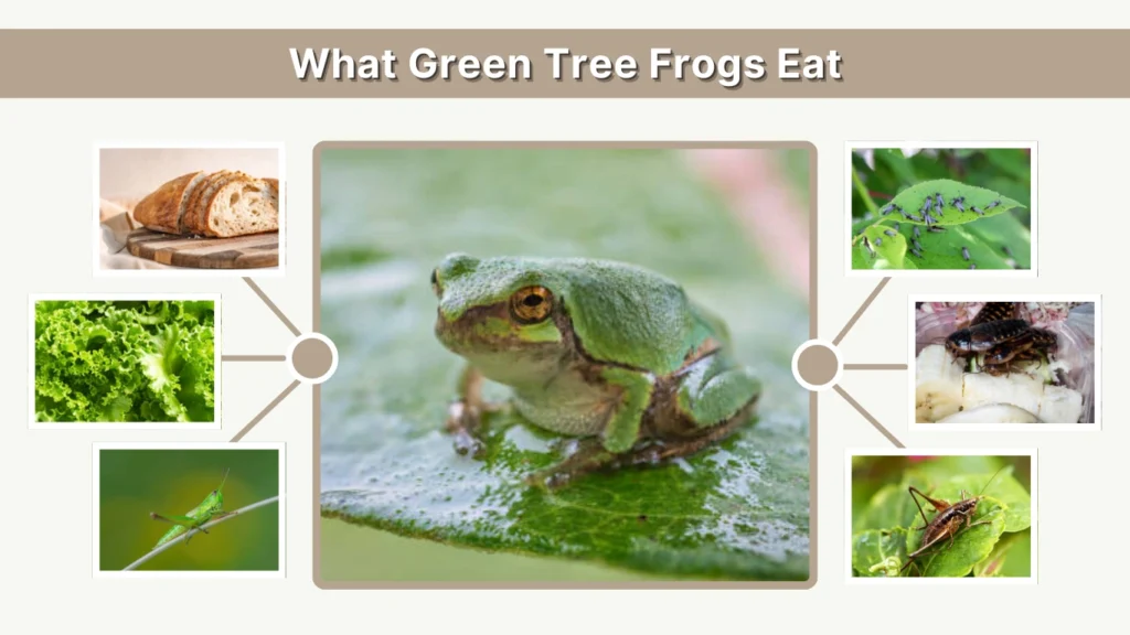 What Green Tree Frogs Eat Diet & Feeding Guide