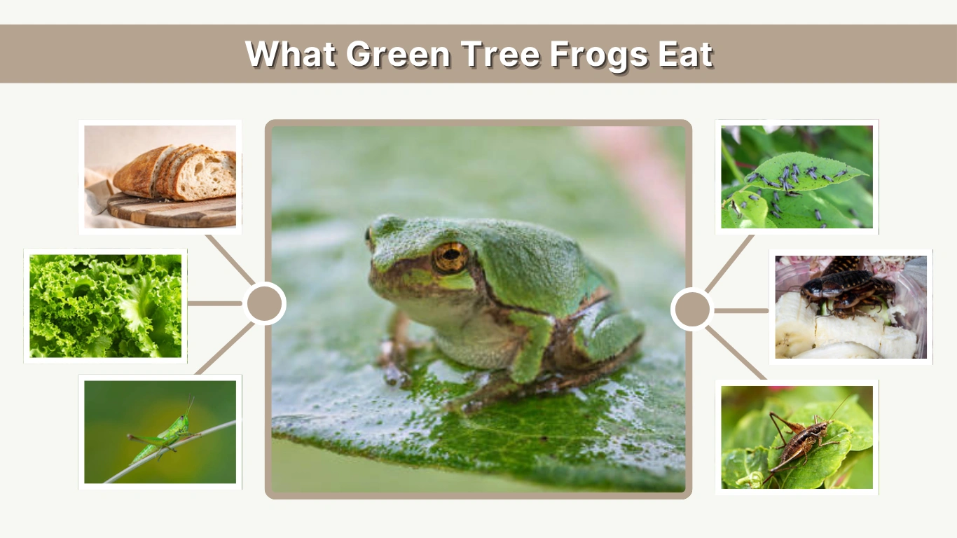 What Green Tree Frogs Eat Diet & Feeding Guide