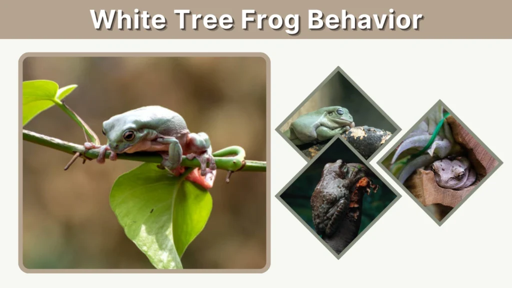 White Tree Frog Behavior