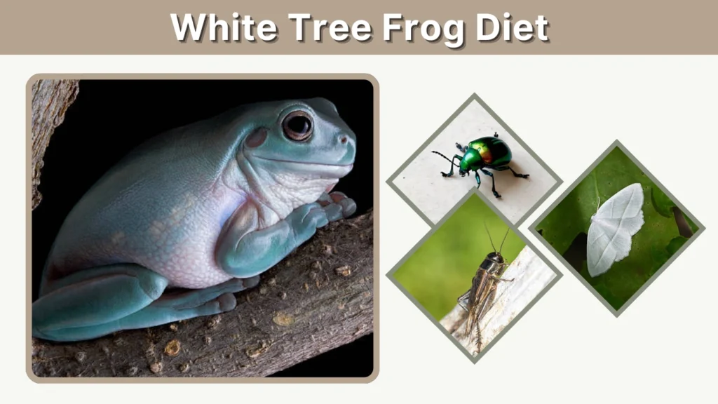 White Tree Frog Diet