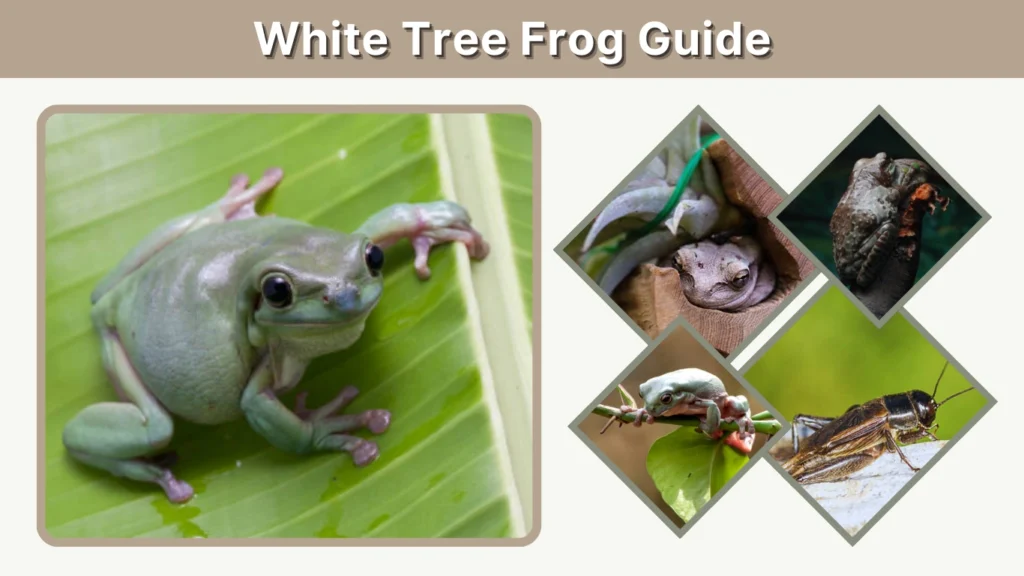 White Tree Frog Guide Size, Habitat & Identification