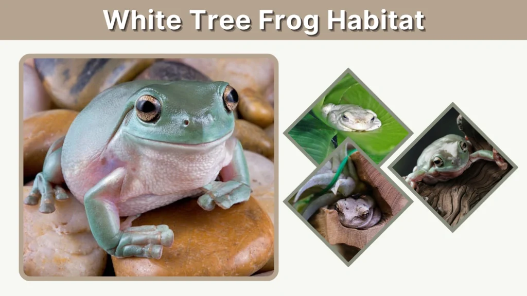 White Tree Frog Habitat