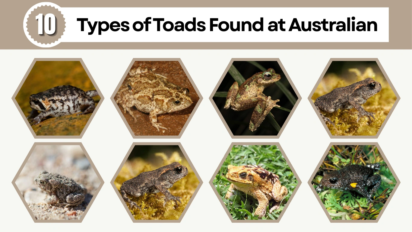 10 Types of Toads Found at Australian Identification with Picture