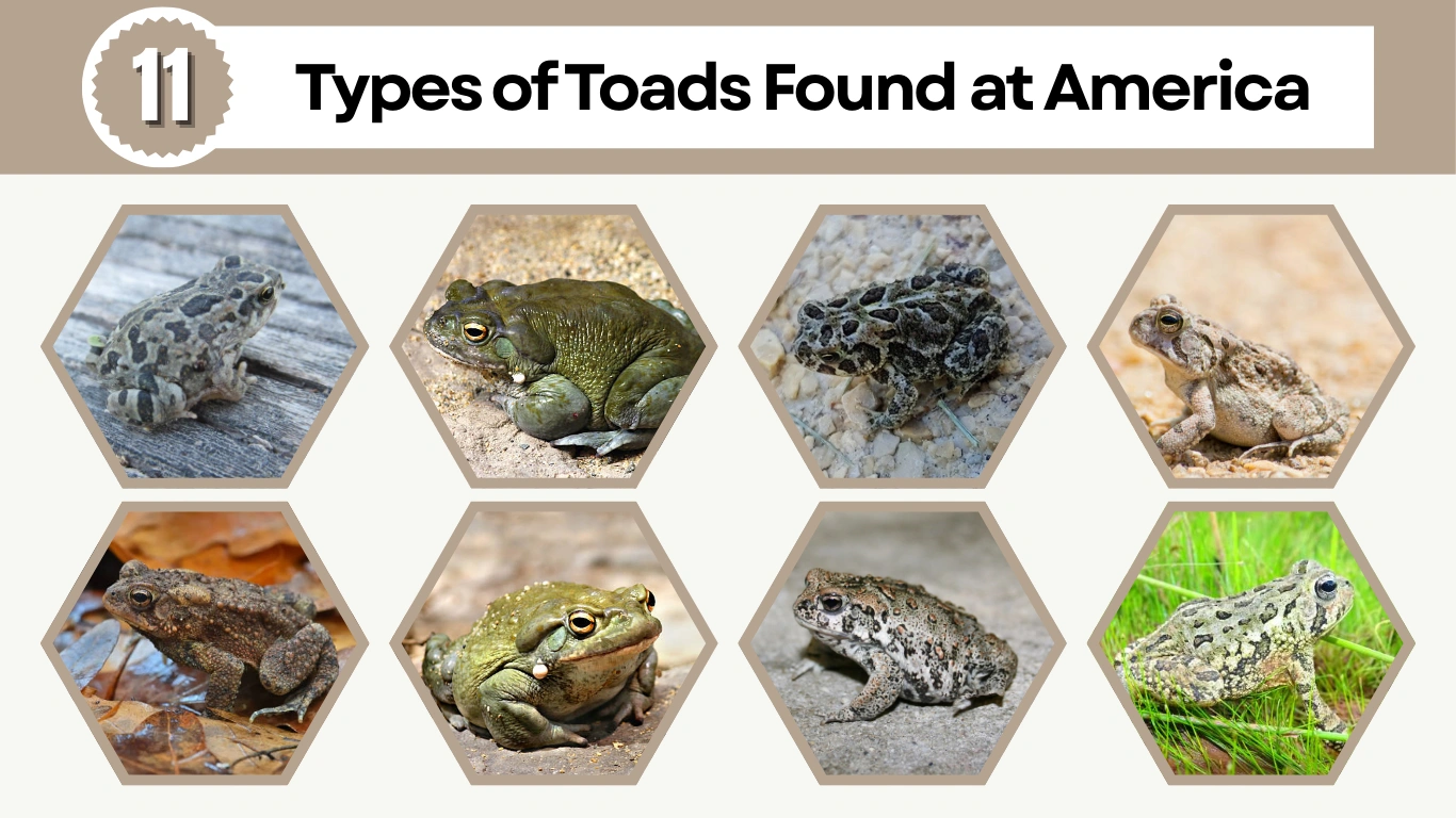 11 Types of Toads Found at America Identification with Picture