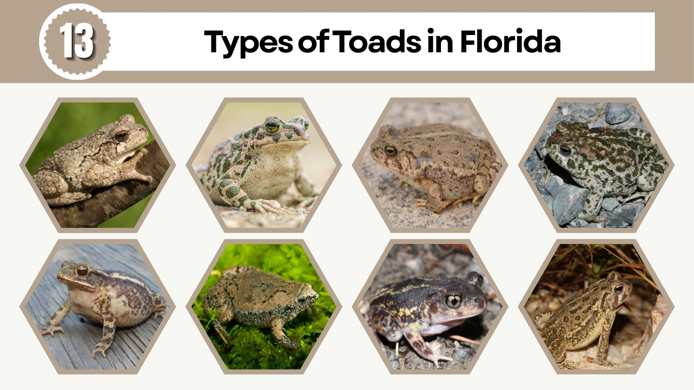 13 Types of Toads in Florida Identification with Picture