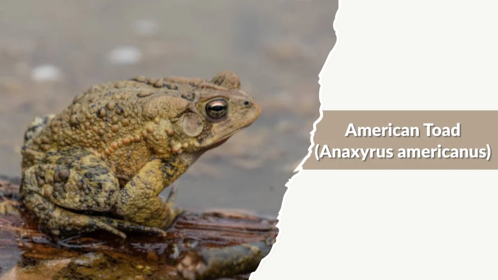 American Toad (Anaxyrus americanus)
