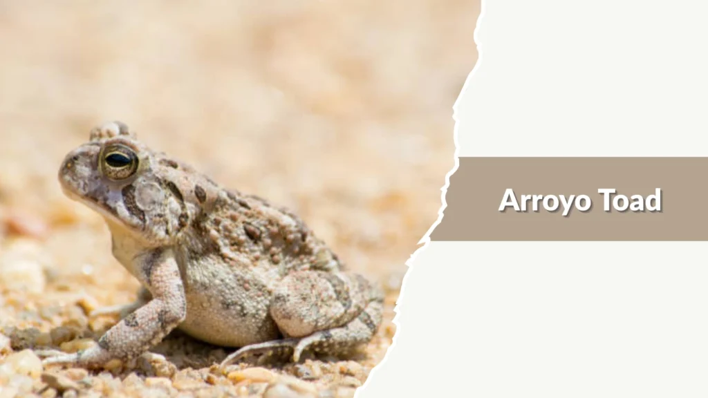 Arroyo Toad