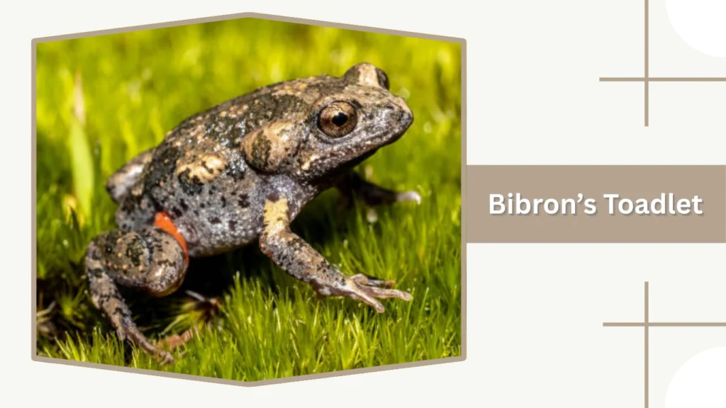 Bibron’s Toadlet