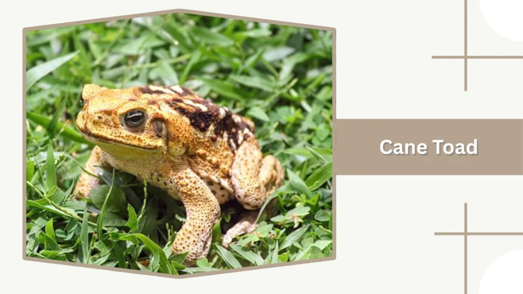 Cane Toad